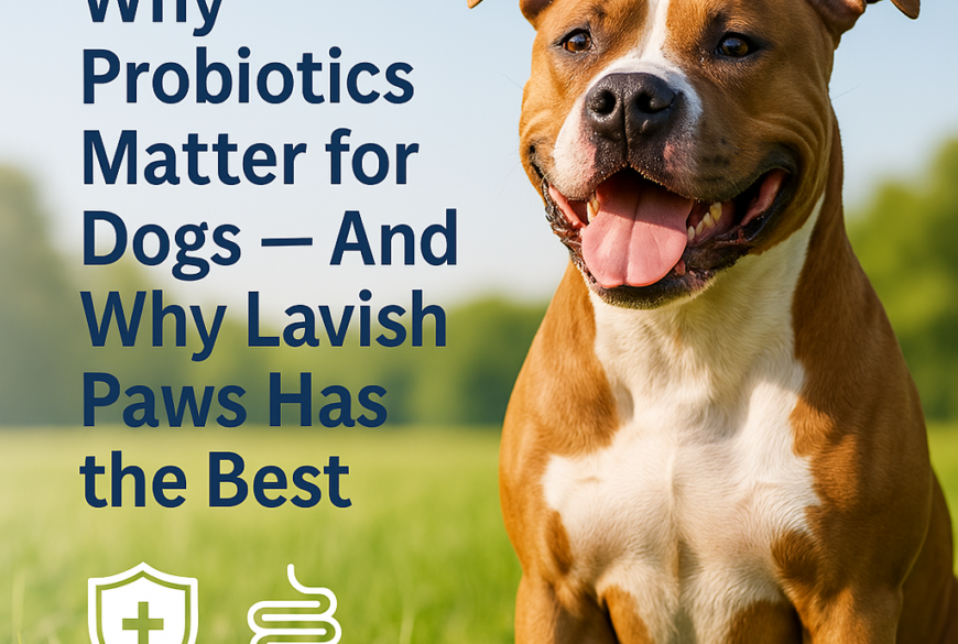 Healthy dog sitting in a Sunny field promoting lavish paws probiotics for dogs