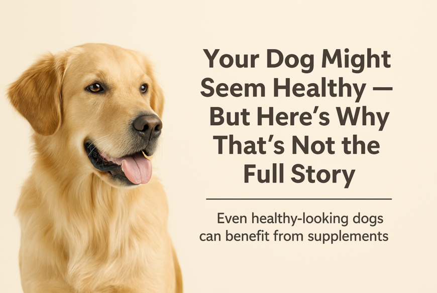 Healthy dog running outdoors after using Lavish Paws supplements